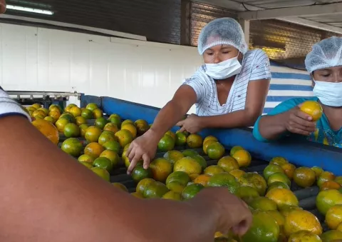 Nueva cosecha de naranja en Coclé, de la variedad Valencia, será exportada a Islas Guadalupe 
