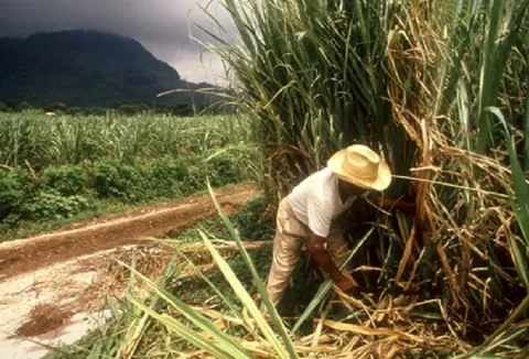 Denuncian contratación de nicaragüenses para trabajar en el inicio de la zafra de azúcar