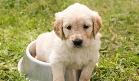 Mascotas: Evolución de los perros cachorros
