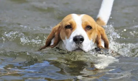 Perros: Enfermedades frecuentes en verano