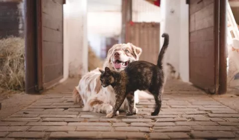 La importancia de la vacunación para prevenir la rabia en los perros y gatos