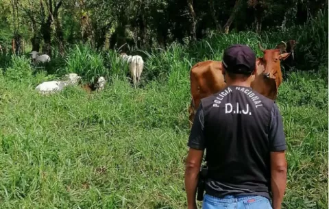 Tras denuncia por hurto pecuario, son recuperadas ocho reses en Escobal, distrito de Bugaba 