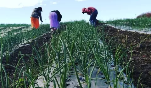 Agricultores de Tierras Altas superan los retos difíciles de la pandemia y el huracán ETA
