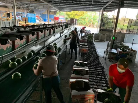 Inicia exportación de sandía desde Río Grande Coclé hacia mercados europeos