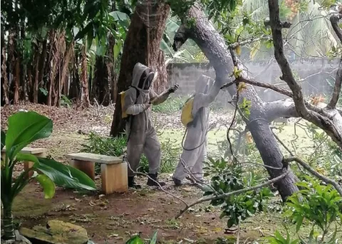 Unas nueve personas resultaron afectadas por picaduras de abejas africanizadas en La Valdeza de Herrera 