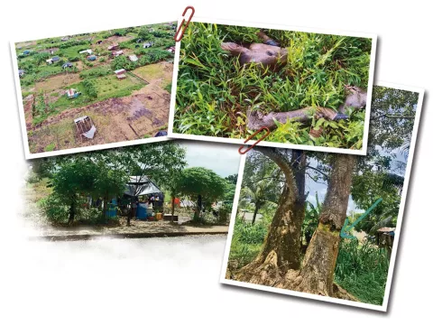 Invasiones ilegales de fincas privadas en Bocas del Toro se acompañan con tala de árboles y cuatrerismo de reses
