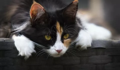 Causas de la caída del pelo en los gatos