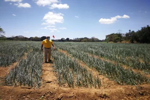 Producción de cebolla en Coclé podría registrar un importante aumento