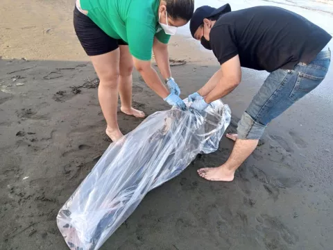 Biólogos estudiarán delfín muerto en la playa Los Guayaberos de Los Santos 