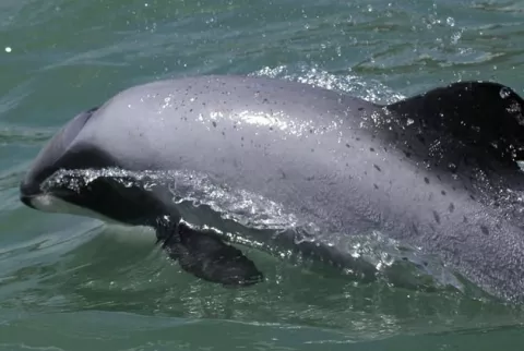 Drones para proteger a delfines Maui en peligro de extinción en Nueva Zelanda