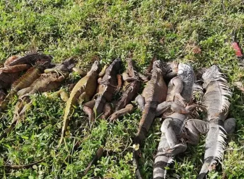 Capturan a cazadores furtivos con nueve iguanas en la Costa Arriba de Colón 