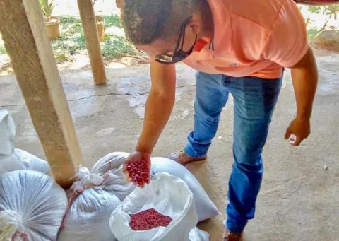 Pequeños productores de porotos en Herrera y Veraguas comercializan con apoyo del IMA