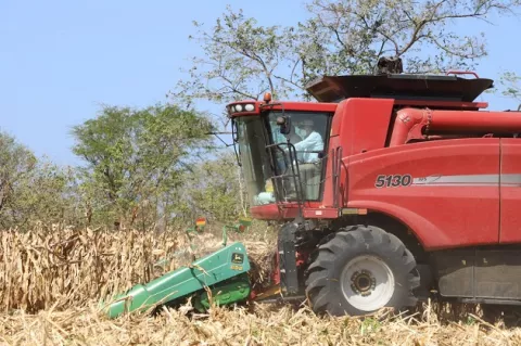 Productores de maíz reciben más de $5 millones en concepto de subsidio 