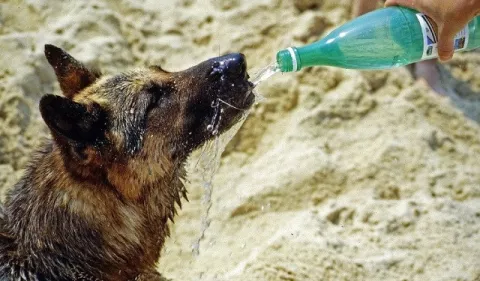 ¿Cómo proteger a las mascotas del calor?