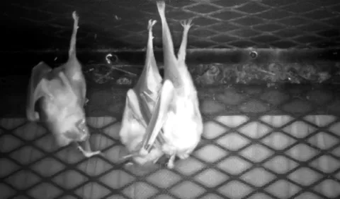 Estudio: Cría de un murciélago vampiro fue adoptada