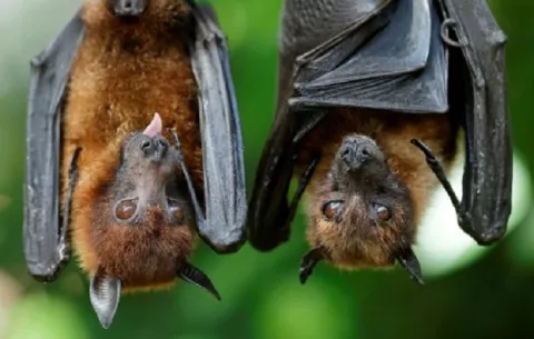 Científicos hallan un nuevo coronavirus en murciélagos tailandeses 