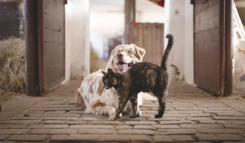 Mascotas: ¡Cuidado con los parásitos!