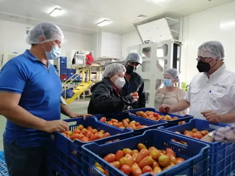 Compra de tomate a productores chiricanos supera los $50 mil