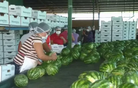 La provincia de Herrera reactiva la exportación de sandía; ya se enviaron cinco contenedores