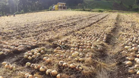 Instan a productores a presentar propuestas en la plataforma Ágora 