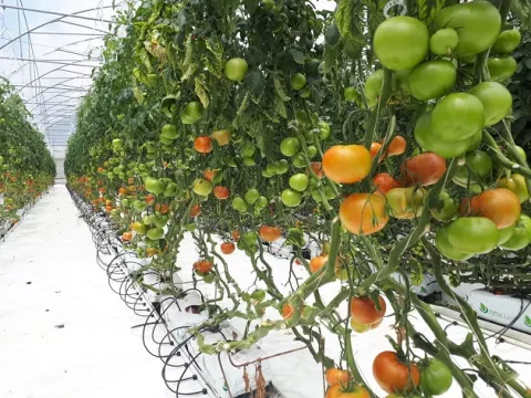 Mida comprará producción de tomate a productores chiricanos