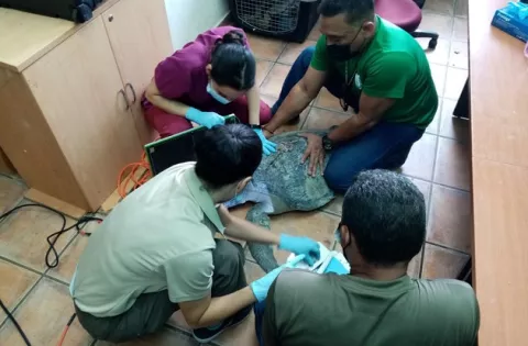 Rescatan a una tortuga golfina en Punta Pacífica