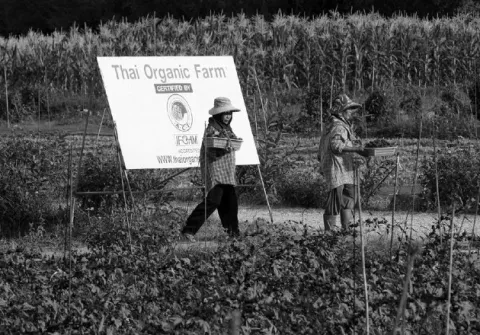 La seguridad alimentaria y el consumo responsable