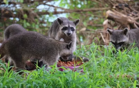 ¿Por qué no se deben alimentar animales silvestres?