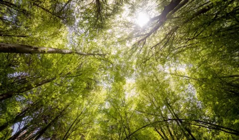 Día Internacional de los Bosques, los cuales son fundamentales para combatir el cambio climático