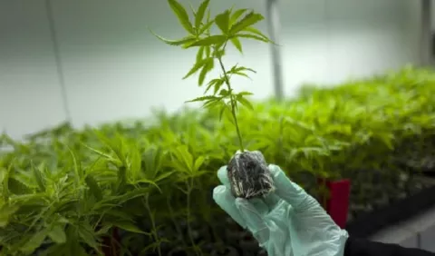 Uso de cannabis queda en pausa; diputados suspenden discusión de proyecto