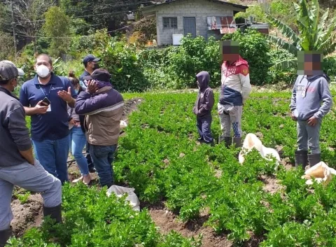 Detectan a tres menores efectuando labores agrícolas en una finca en Tierras Altas 