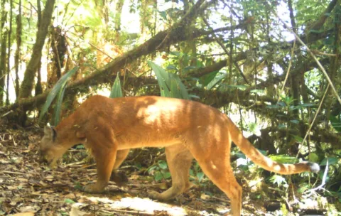 A través de cámaras trampas evidencian presencia de las seis especies de felinos silvestres en Panamá 