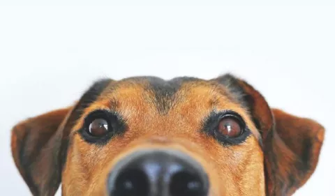 Hepatitis infecciosa canina: Causas, síntomas y prevención