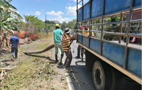 Una persona detenida durante operativo de MiAmbiente por la tala ilegal de árboles en Los Pozos