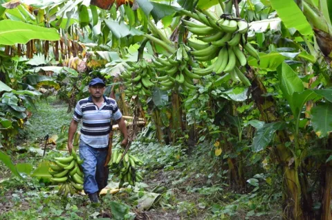 Experto pide entrenar a los agricultores para  combatir hongo R4T