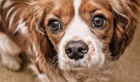 Lagañas en los perros: ¿Cuándo preocuparse?