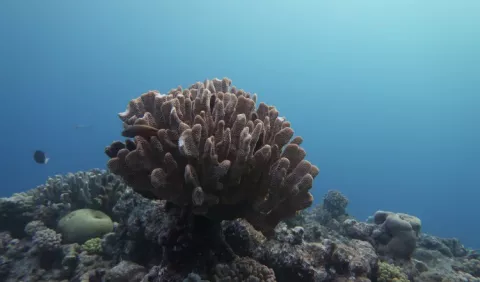 Estudio: Evaluaron los arrecifes de coral