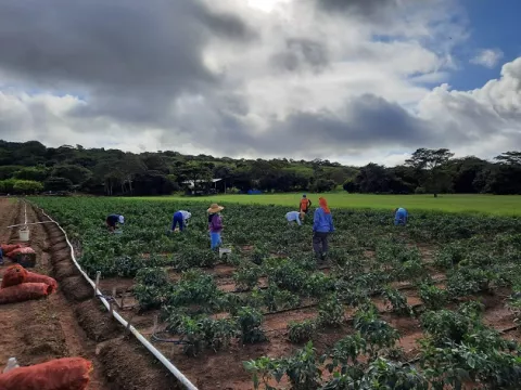 Sector Agropecuario de Panamá contará con moderna plataforma de registro de productos