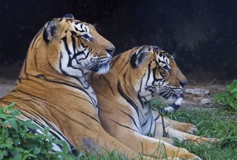 La huida de un tigre devorador de hombres desata el pánico en Nepal