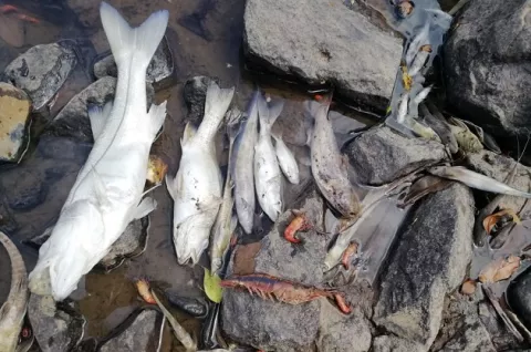 Mortandad de peces y camarones por contaminación industrial en tres provincias