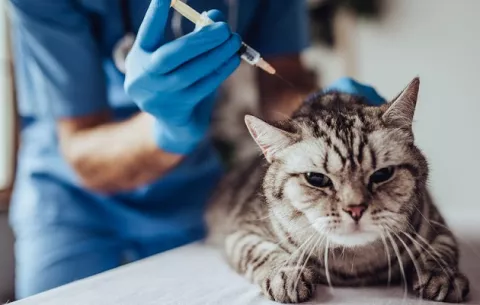 Rusia presenta la Carnivac-Cov, la primera vacuna anticovid para animales