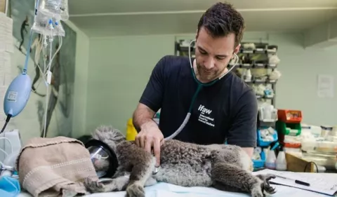 La salud mental y emocional del personal veterinario