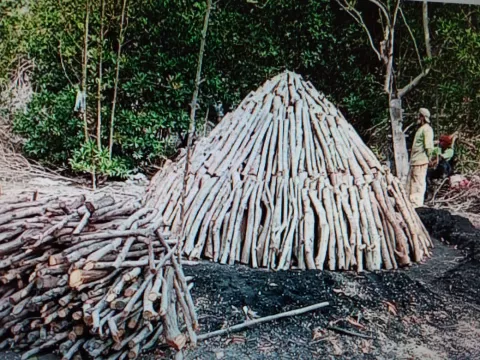 Detectan tala ilegal de mangle en área protegida de la Bahía de Chame 