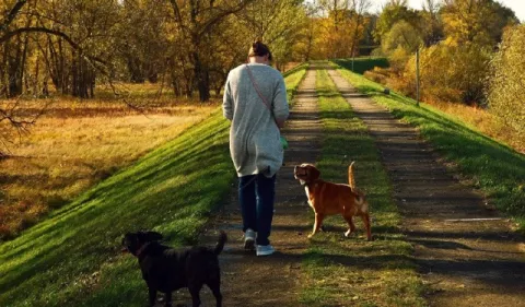 'Tips' para llevar a pasear a sus perros