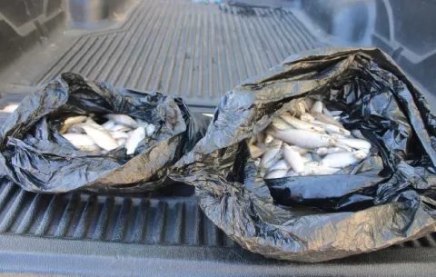Decomisan 30 libras de pescado contaminado en el mercado de Santiago
