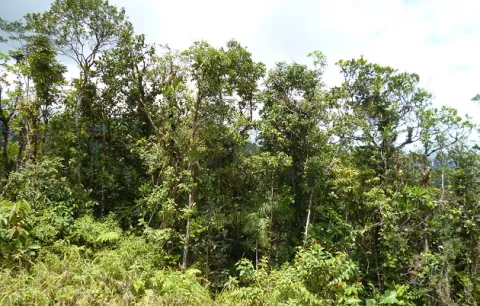 Denuncian la devastación de más de 50 hectáreas de bosques primarios del Parque Nacional Santa Fe