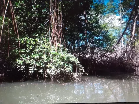 Pobladores al sur del golfo de Montijo en Veraguas están preocupados por la desaparición de manglares