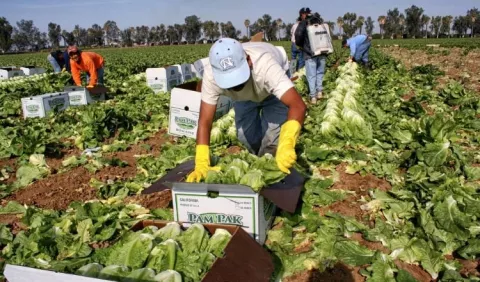 Costa Rica  reactiva la  agricultura con una inversión de $8 millones  