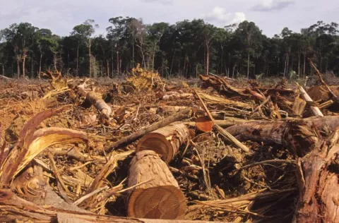 Ministerio de Ambiente, enfocado en reforestar 30% de los bosques devastados en Panamá  