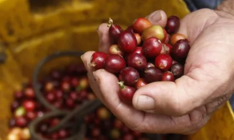 Producción de café sube 30% en Colombia